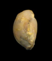 Rostranteris nucleolus Kutorga