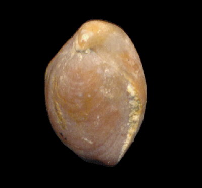 Rostranteris nucleolus Kutorga