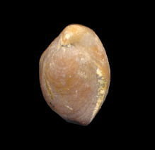 Rostranteris nucleolus Kutorga