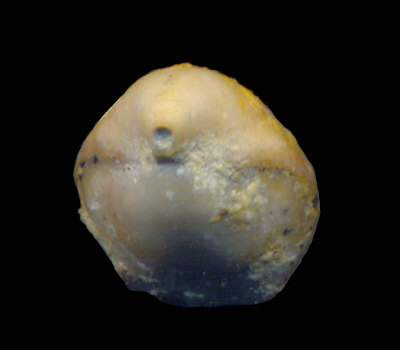 Rostranteris nucleolus Kutorga