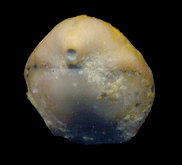 Rostranteris nucleolus Kutorga