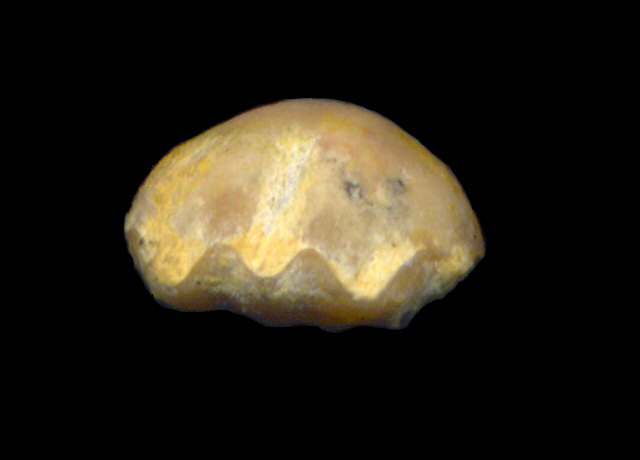 Rostranteris nucleolus Kutorga