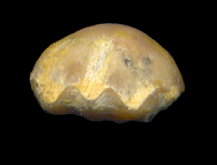 Rostranteris nucleolus Kutorga