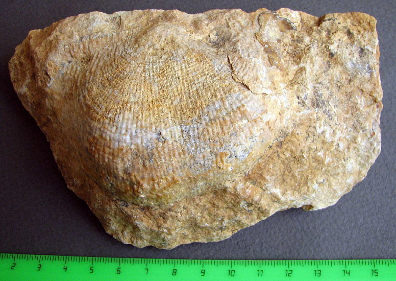 Buxtonioides gjeliensis (Ivanov, 1935)