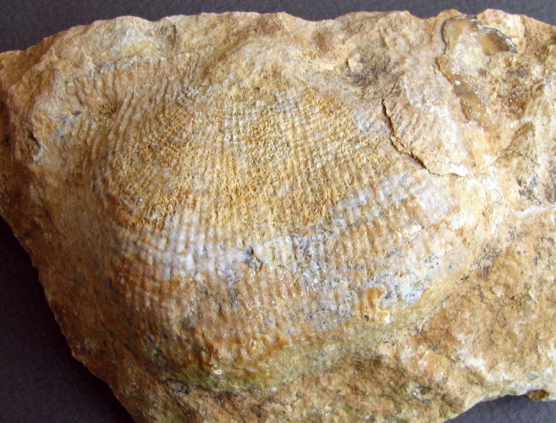 Buxtonioides gjeliensis (Ivanov, 1935)