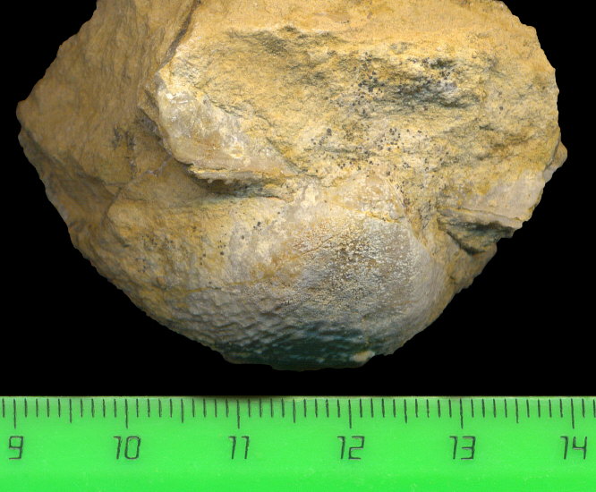 Buxtonioides gjeliensis (Ivanov, 1935)