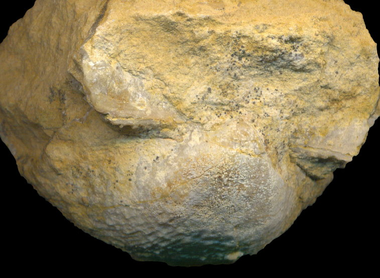 Buxtonioides gjeliensis (Ivanov, 1935)