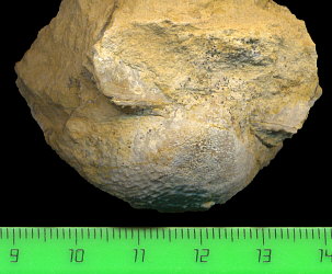 Buxtonioides gjeliensis (Ivanov, 1935)