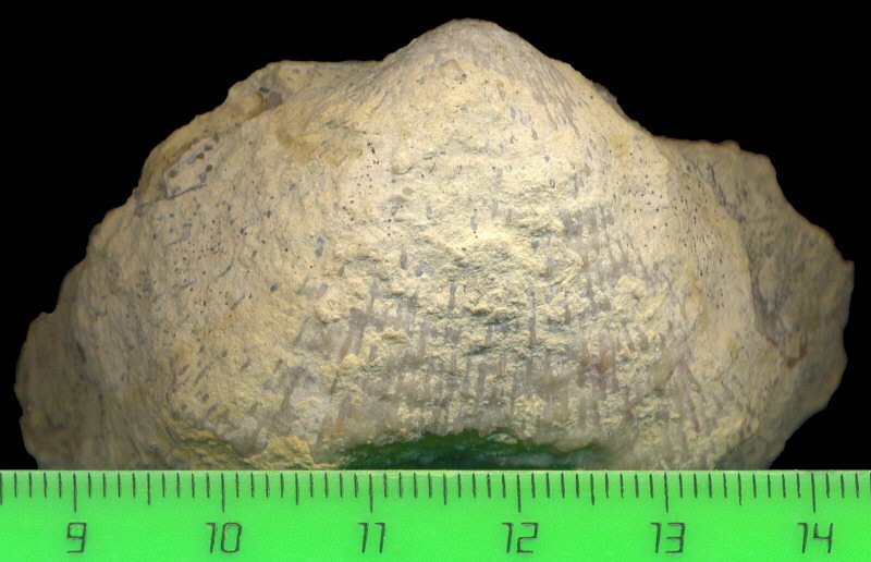 Buxtonioides gjeliensis (Ivanov, 1935)