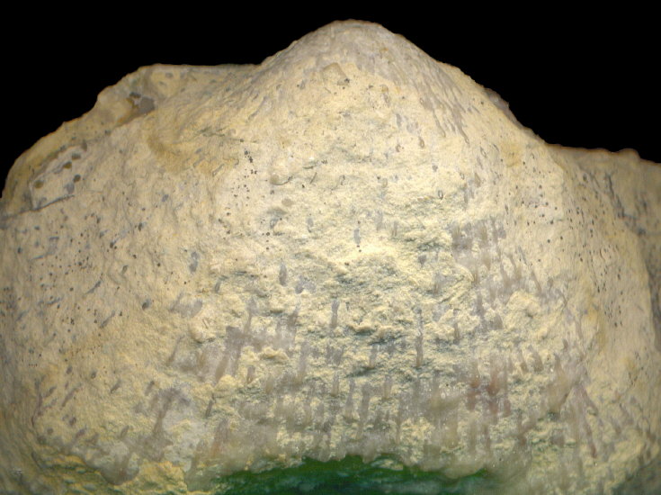 Buxtonioides gjeliensis (Ivanov, 1935)