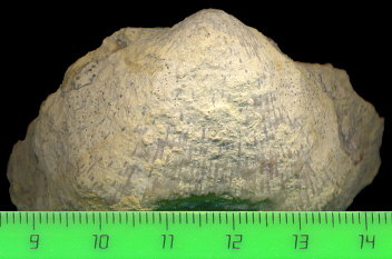 Buxtonioides gjeliensis (Ivanov, 1935)