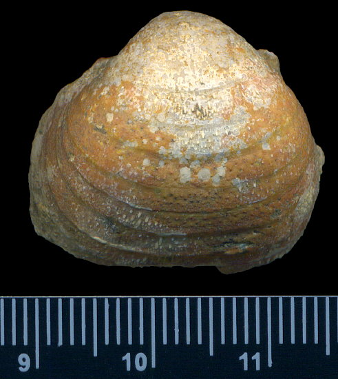Calliprotonia sterlitamakensis (Stepanov, 1937)
