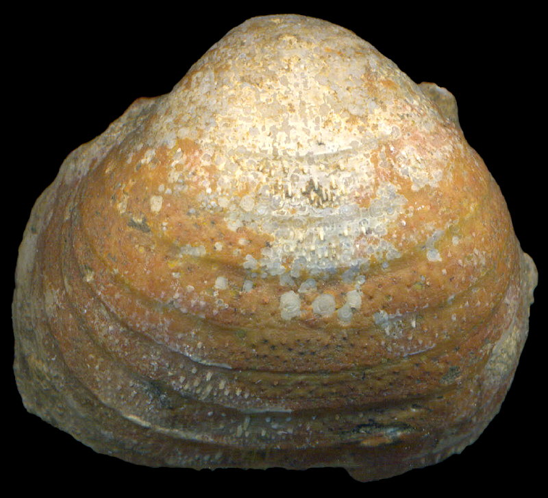 Calliprotonia sterlitamakensis (Stepanov, 1937)