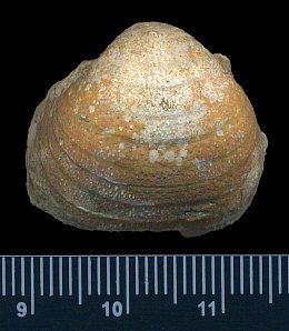 Calliprotonia sterlitamakensis (Stepanov, 1937)