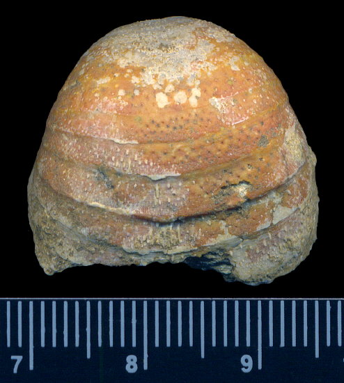 Calliprotonia sterlitamakensis (Stepanov, 1937)