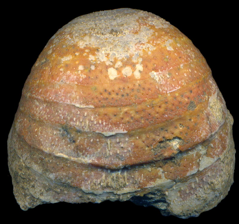 Calliprotonia sterlitamakensis (Stepanov, 1937)