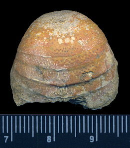 Calliprotonia sterlitamakensis (Stepanov, 1937)