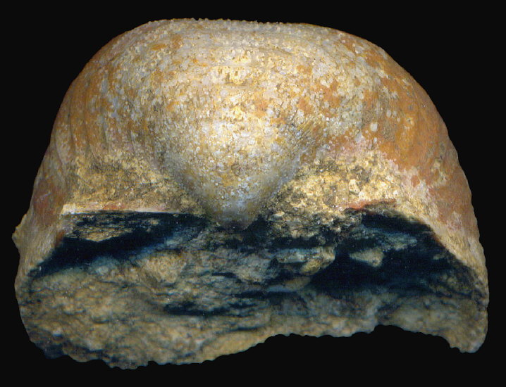 Calliprotonia sterlitamakensis (Stepanov, 1937)