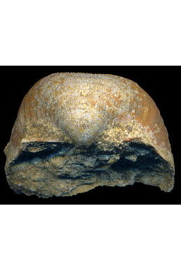 Calliprotonia sterlitamakensis (Stepanov, 1937)