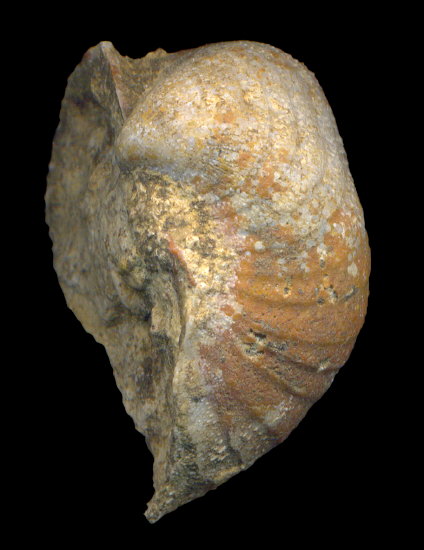 Calliprotonia sterlitamakensis (Stepanov, 1937)