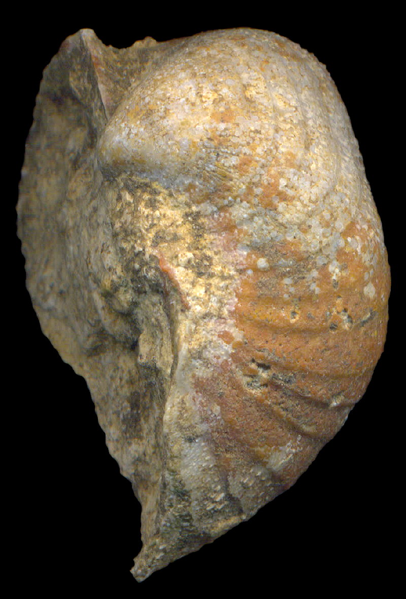 Calliprotonia sterlitamakensis (Stepanov, 1937)