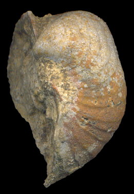 Calliprotonia sterlitamakensis (Stepanov, 1937)