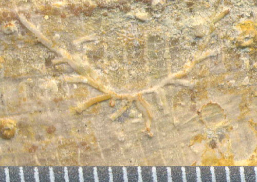 Hederella sp.