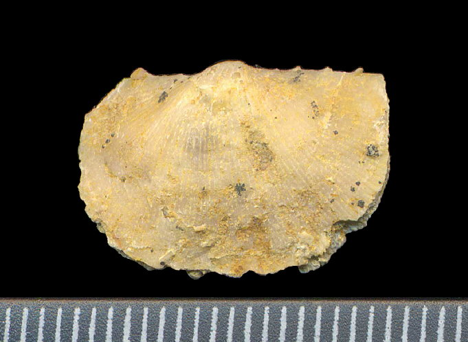 Neochonetes dalmanoides (Nikitin, 1890)