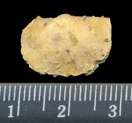 Neochonetes dalmanoides (Nikitin, 1890)