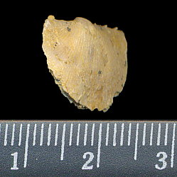 Neochonetes dalmanoides (Nikitin, 1890)