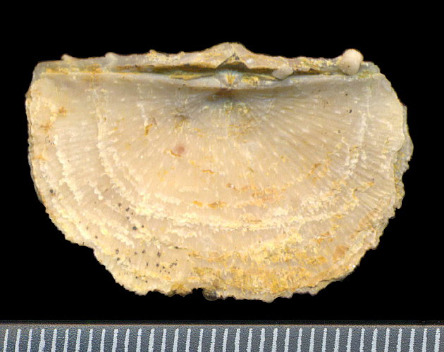 Neochonetes dalmanoides (Nikitin, 1890)