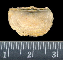 Neochonetes dalmanoides (Nikitin, 1890)