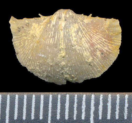 Chonetinella uralica (Moeller, 1862)