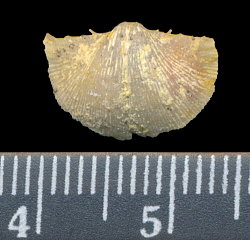 Chonetinella uralica (Moeller, 1862)