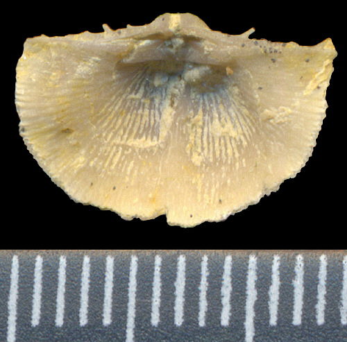 Chonetinella uralica (Moeller, 1862)