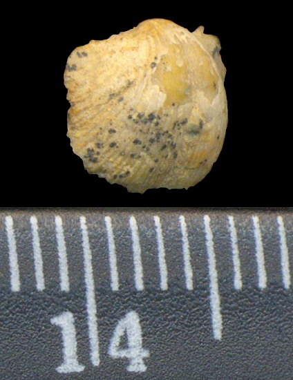 Chonetinella uralica (Moeller, 1862)