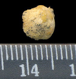 Chonetinella uralica (Moeller, 1862)