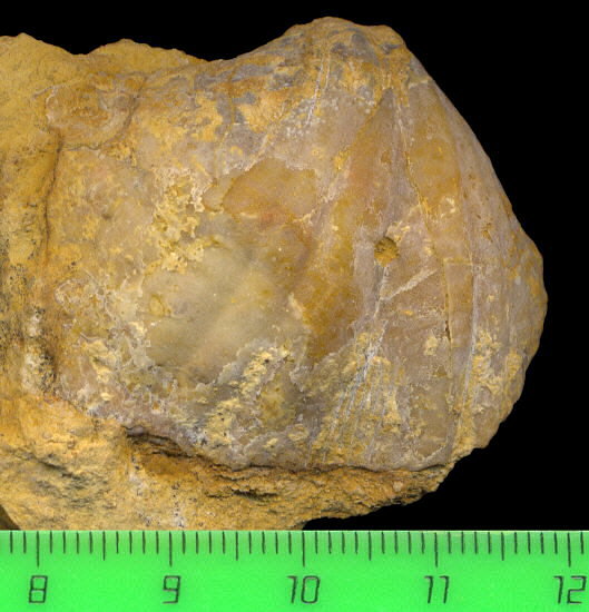 Brachythyris ufensis Tschernyschev