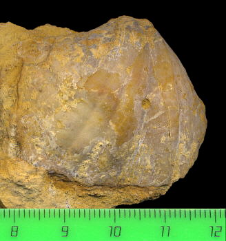 Brachythyris ufensis Tschernyschev