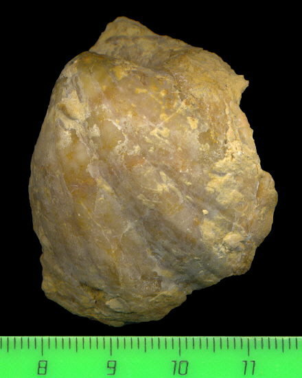 Brachythyris ufensis Tschernyschev