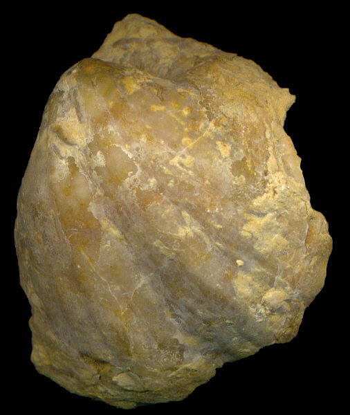 Brachythyris ufensis Tschernyschev