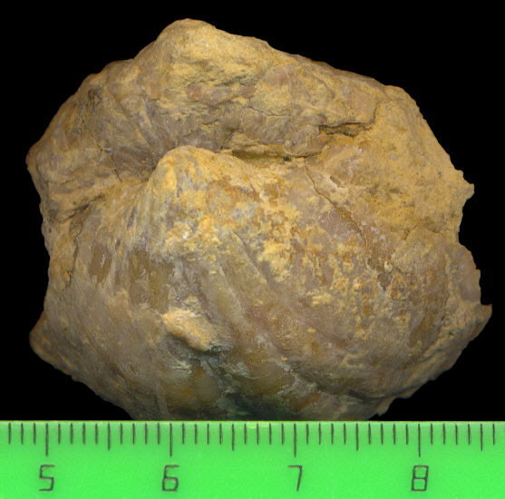 Brachythyris ufensis Tschernyschev