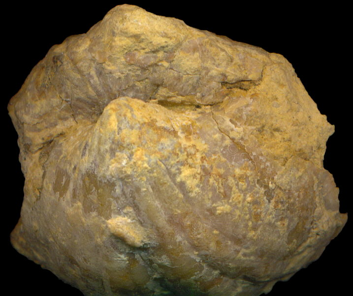 Brachythyris ufensis Tschernyschev