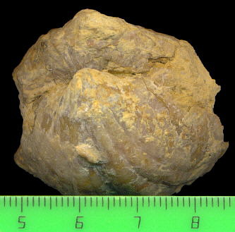 Brachythyris ufensis Tschernyschev