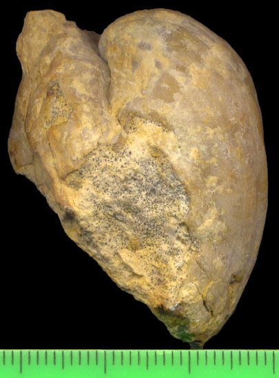 Brachythyris ufensis Tschernyschev