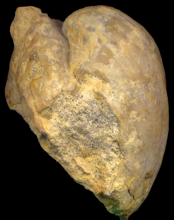 Brachythyris ufensis Tschernyschev