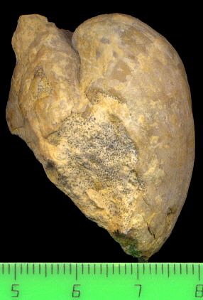 Brachythyris ufensis Tschernyschev