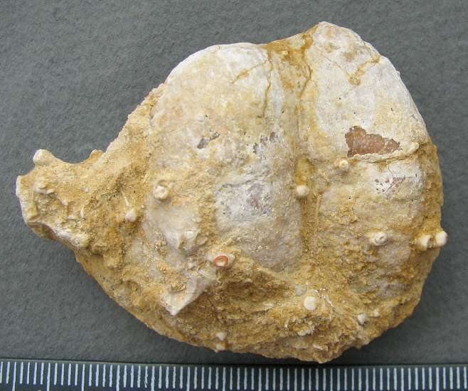 Rugatia boliviensis d'Orbigny