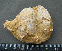 Rugatia boliviensis d'Orbigny