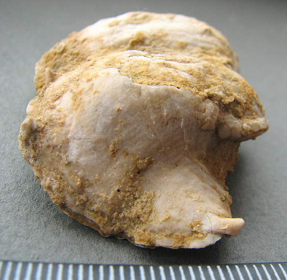 Rugatia boliviensis d'Orbigny